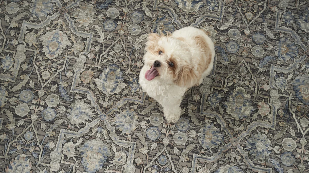 Overhead view of a small fluffy white dog sitting on a Nourison Starry Nights rug in grey and navy, with a dense traditional floral and medallion pattern.