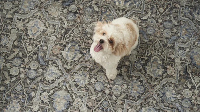 Overhead view of a small fluffy white dog sitting on a Nourison Starry Nights rug in grey and navy, with a dense traditional floral and medallion pattern.