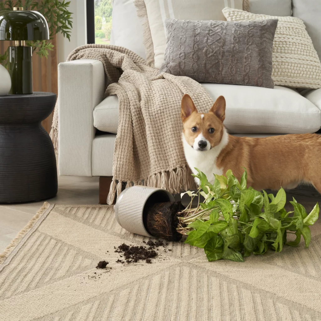 Corgi standing next to a knocked-over houseplant with soil spilled on the Nourison Washable Jute WSJ01 Natural Beige 5x7 area rug in a neutral living room with a cream sofa and textured throw pillows
