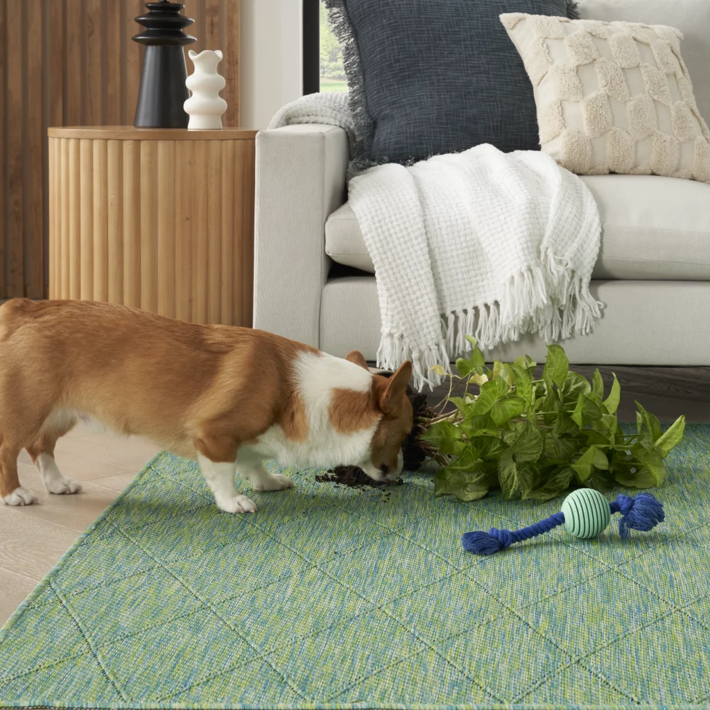 Corgi sniffing a knocked-over houseplant with soil spilled on the Nourison Washable Solutions WSL01 Blue Green 5x7 area rug in a casual living room with a cream sofa and navy throw pillows